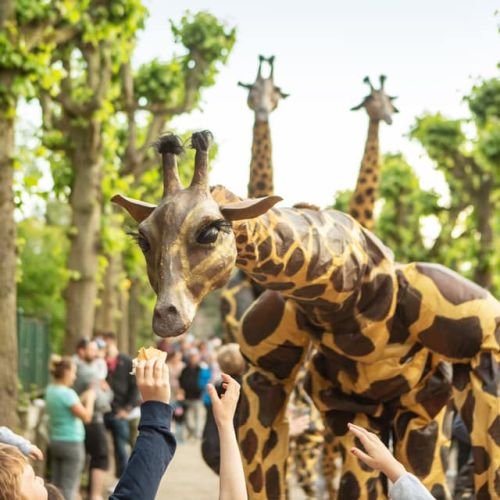 Meet the Giraffes & Nellie the Hippo